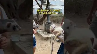 Momentos 🔥PRIME🔥 de CHOPI! #huron #animal #prime #gracioso