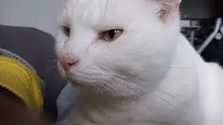 White cat cozies up on hoomans stomach