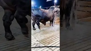 3000 lbs brahman x holstein bull with a build like a tank