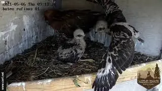2021 CWRI Long-legged Buzzards Cam Season Highlights April 6 - May 26 | Buteo rufinus | KızılŞahin