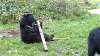 Moon bears feeding enrichment at Anholter-Schweiz Zoo in Germany