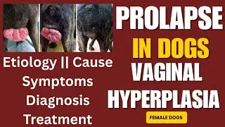 Prolapse / Vaginal Prolapse || Vaginal Hyperplasia in female dogs || Cause, Symptoms, Treatment