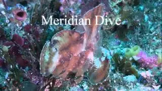 Leaf Scorpionfish