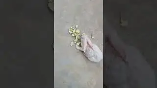 rabbit 🐇//rabbit eating cauliflower//rabbit baby//rabbit Aa channel//rabbit Aa//rabbit baby eating