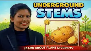 Underground Stems | Grade 7 Science