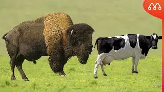 ЗУБР КРЕСТ С КОРОВОЙ