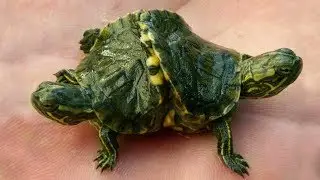Weirdest Looking Animals In The World!