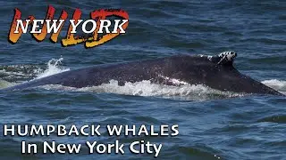 Humpback Whales of New York City