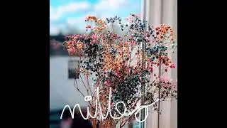 MILLEO - A Radiant Rendezvous