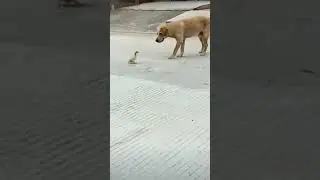Duck attack on the dog see must very funny 😂 #trendingshorts
