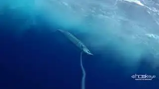 Wahoo fishing with Hook-eye Sportfishing Camera