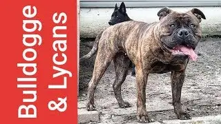 Renascence Bulldogge & Lycan Shepherd BBQ