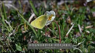 HÖGNORDISK HÖFJÄRIL (Colias hecla/Northern Clouded Yellow)
