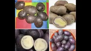 Indian Black Potato Rs 25 Sugar Free