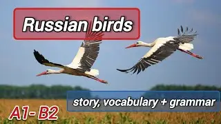 Russian Birds: speak russian. Practical lesson A1-B2
