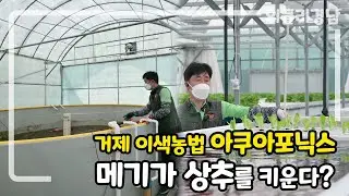 [#위클리경남​​​​​​​] 🐟메기가 🥬상추를 키운다? 거제 이색농법 #아쿠아포닉스 [경남아사랑해] MBC경남 210408 방송