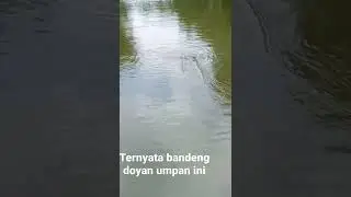umpan jitu mancing bandeng liar