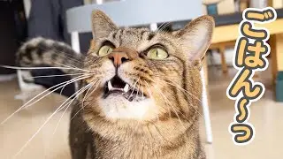 「ごはん〜」と喋っておねだりできる、とっても賢い猫