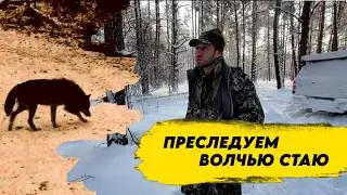 LOST THE WOLVES BECAUSE OF THE SNOW! We followed the wolf trail, hunting with flags in winter (hu...