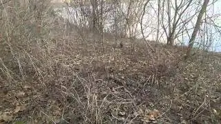 Cat hunting snake