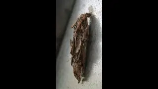 Bagworm Moth on the move