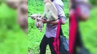 First monkey Jojo, Lucy and Liza babies monkeys, Dad decide to release them to Sovana group.