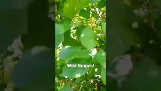 Foraging: Wild Grapes! Scouting Concord Grapes!