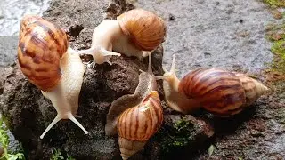 Discovering Unique Snail Colonies #WhiteSnails #AlbinoAnimals #UniqueWildlife  #RareAnimals 