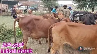 🐄 cow mandi aur unke rate ki update//2021// sagiya Mandi Lahore