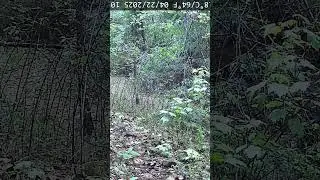 Fox on our trail cam   #fox #wildlife #trailcam