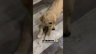 one Month to One Year golden retriever transformation #feed #transformation #shots #puppy #doglover