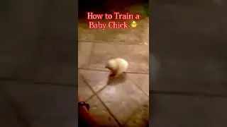 How to Train a Baby Chick 🐤