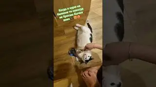 Стэтхэм о бычках🐈&zwj;⬛😻❤️&zwj;🔥 #кот #видосыоткота #cat #recommendations #mem #memes #популярное #юмор