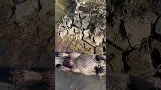 Tricky Beaver trapping location