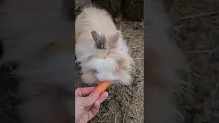 Cosa mangia il nostro coniglio Lenny - cibi da evitare e qualche sgarro