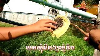 After Kite Flying go Finding Bee in Small forest near house | ក្រោយបង្ហោះខ្លែងឯករកឃ្មុំព្រៃក្បែរផ្ទះ