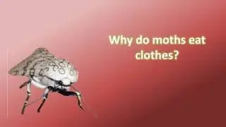 Why do moths eat clothes ?