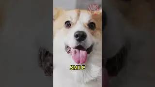 FIVE PICKS - CUTE DOG BREEDS #FIVEPICKS