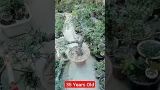 How is My Simple and Beautiful Jade Plant Bonsai #shorts