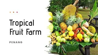 Tropical Fruit Farm | Penang | Malaysia