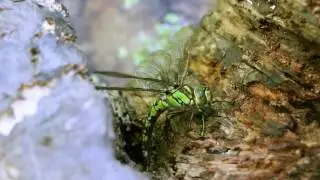 Libelle bei der Eiablage