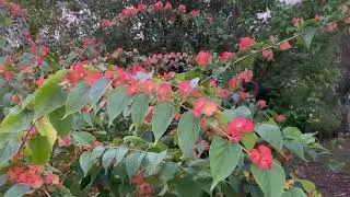 Coolie Cap aka Manderin&rsquo;s Hat aka Chinese Hat Plant..Awesome for bees & hummingbirds central Fl. 9B