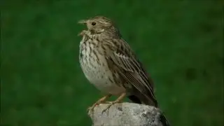 Corn bunting singing, Miliaria calandra, presura sura cantand