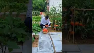 With the abundant harvest of vegetables, the troubles of life disappearYunsan #Growing vegetables.