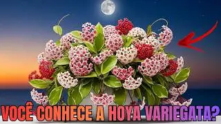 FLOR de CERA VARIEGATA: DICAS e CUIDADOS ESPECIAIS para HOYA CARNOSA RARA!