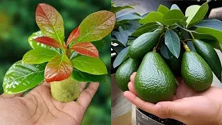 This Avocado Propagation Hack Will Blow Your Mind! 🌱 (Best Way to Grow Avocados at Home)