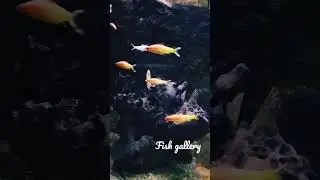 denison barbs #denison #barb #indian #beautiful #freshwaterfish #fishgallery #waterworld #srilanka