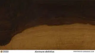 Бунари (лат. Alectryon oleifolius)