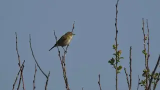 Phylloscopus collybita