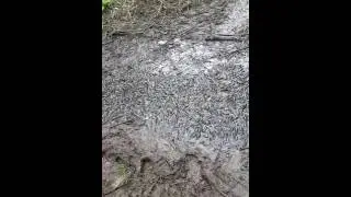 Saving Bullfrog Tadpoles